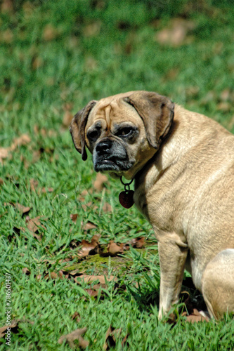 Puggle  smirking