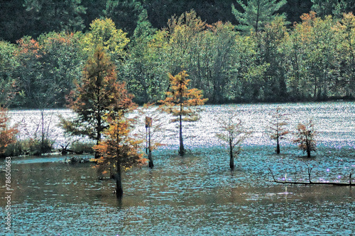 Submerged pines