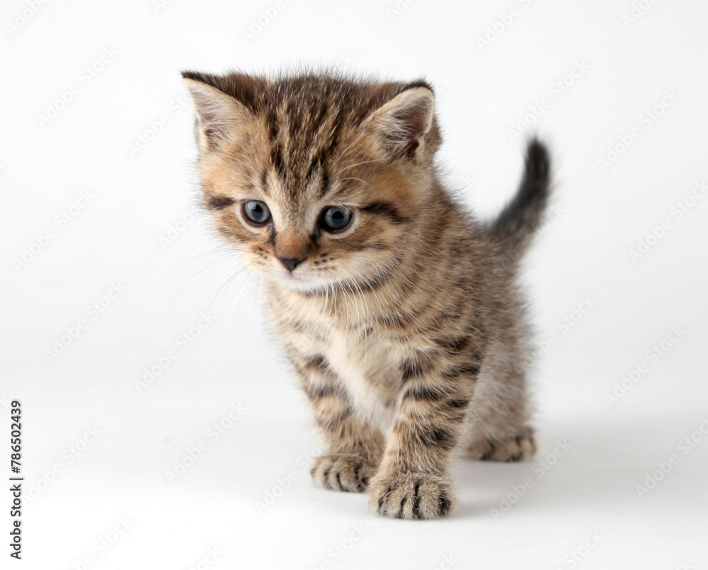 Small 1 month old Scottish straight kitten walking towards. Studio shot. Small 1 month old Scottish straight kitten walking towards. Studio shot.