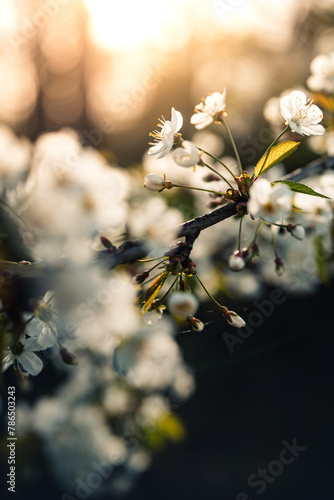 Frühling im Wald, wenn die Blütezeit beginnt, Pollenflug, Schlehe, Kirsche, Lupinen, Pusteblume