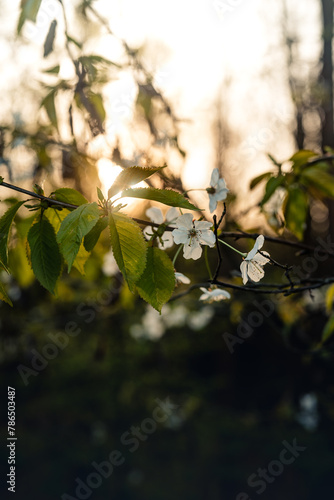 Frühling im Wald, wenn die Blütezeit beginnt, Pollenflug, Schlehe, Kirsche, Lupinen, Pusteblume