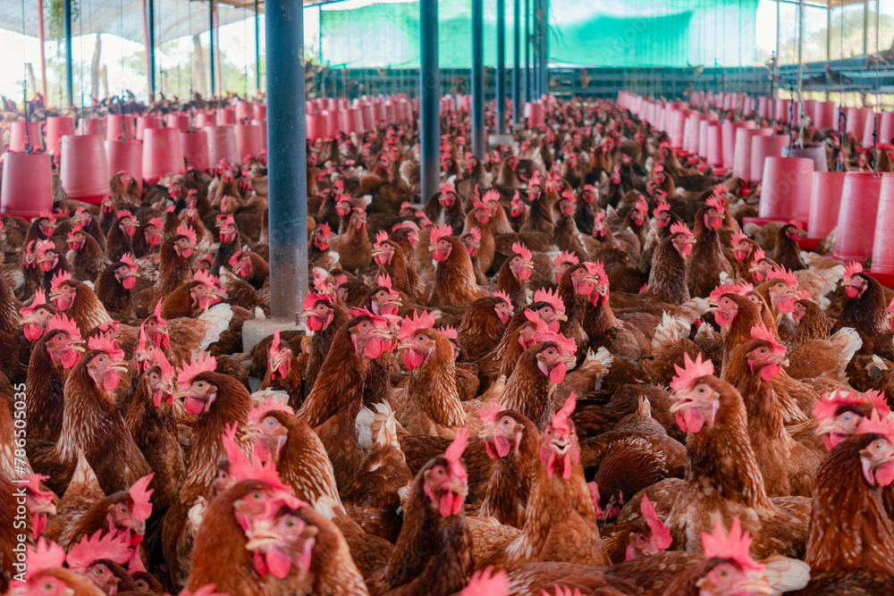 Ταπετσαρία GENERAL VIEW OF HENS IN SHED