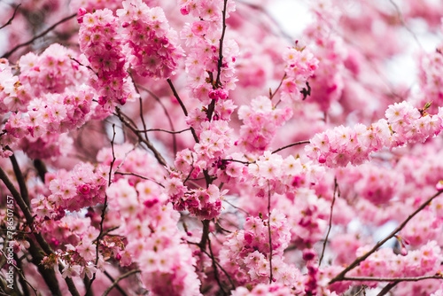 Kirschblüte, Blütezeit, Pollenflug