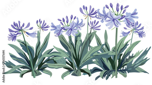 Violet Agapanthus Lily. Illustration. Isolated illustration