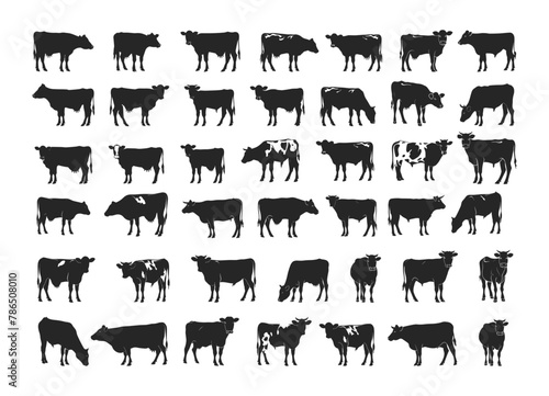 Cow silhouettes vector set. Spotted agricultural cattle herbivore hoofed horned animal black icons isolated on white background