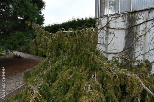 Northern white cedar in Latin Thuja occidentalis Pendula is the weeping form of the occidental arborvitae. An old specimen of a freely growing form in a garden.