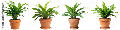 Collection of birds nest fern plant on terracotta pot cutout png isolated on white or transparent background  © muhamad