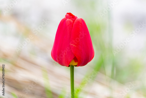 red tulip #786509452