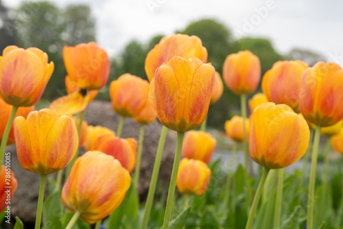 Yellow red tulips flower background Petal bud. Spring garden.