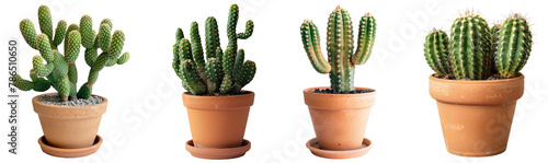 Wallpaper Mural Collection of ric rac mini cactus plant on terracotta pot cutout png isolated on white or transparent background
 Torontodigital.ca
