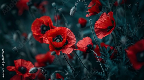 Free photo poppy flowers in nature, In remember of military veteran and Happy memorial day Celebration
