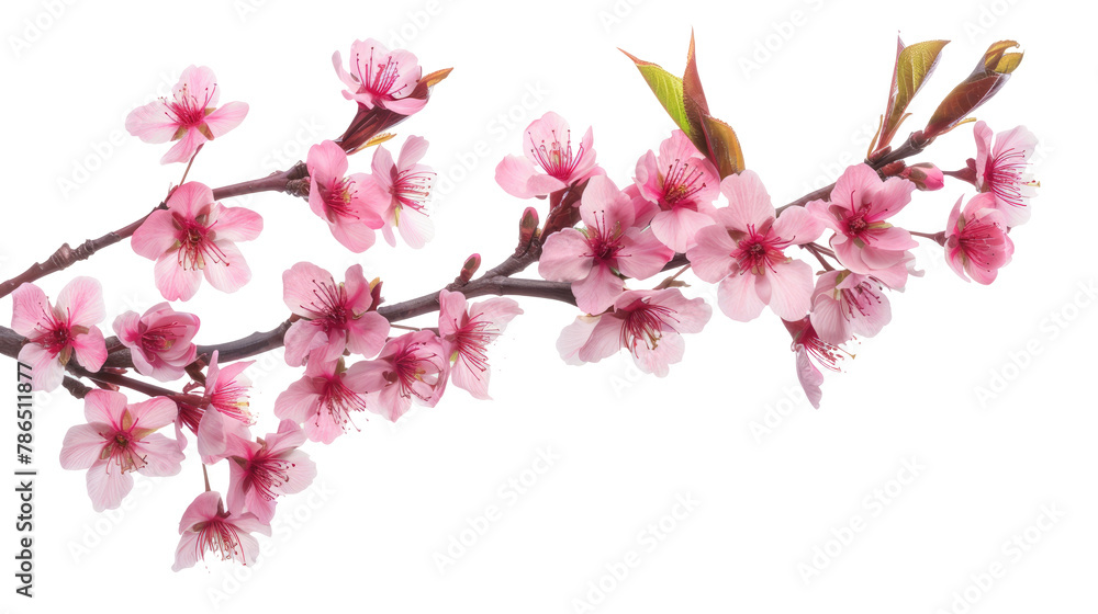 sakura tree branch flower cutout png isolated on white or transparent background
