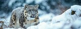 Solitary Snow Leopard
