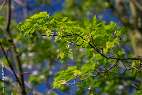 Green flowers of a maple tree.