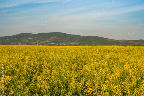 Rapeseed field. Yellow rape flowers, field landscape. Blue sky and rape on the field © Rechitan Sorin