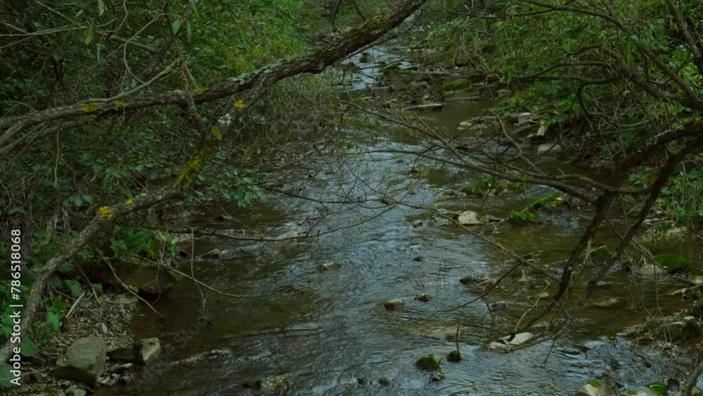Mountain river running through stone boulders in deep forest. Tree branches with thick foliage above wild rapid mountain river. Flowing clear water streams