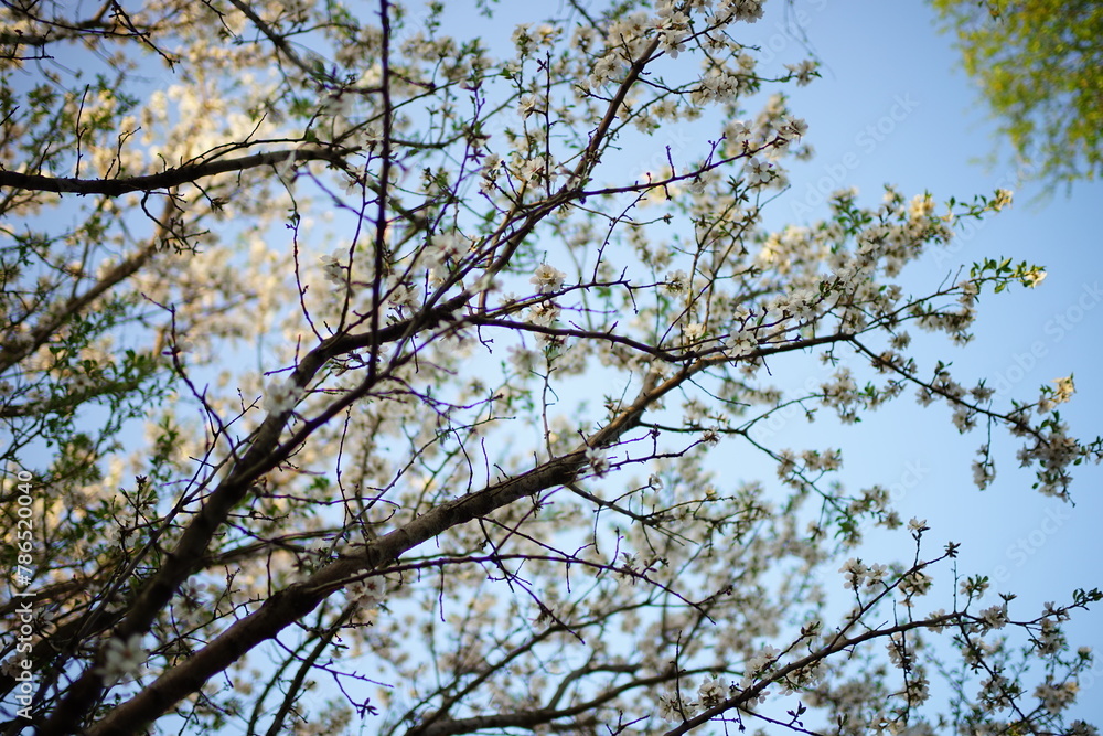 Almond tree with white blooming flowers in blue sky background. Almond tree with white blooming flowers in blue sky background.