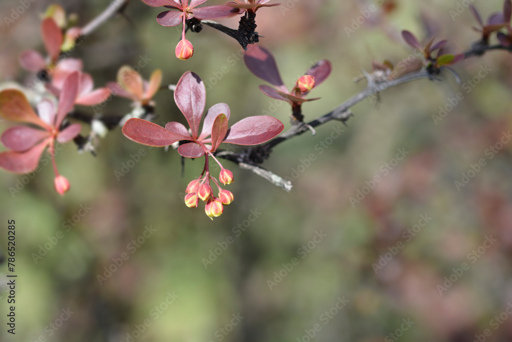 Purple Japanese barberry branch with flowers Purple Japanese barberry branch with flowers