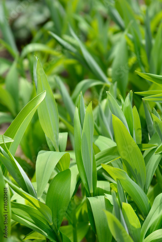 Star flowered lily of the valley leaves