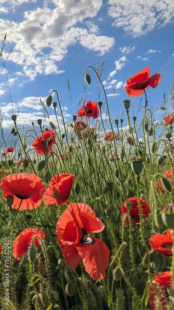 Obraz premium poppy flowers in summer, In remember of military veteran and Happy memorial day Celebration