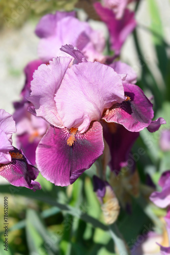 Tall bearded iris Camelot Rose flower