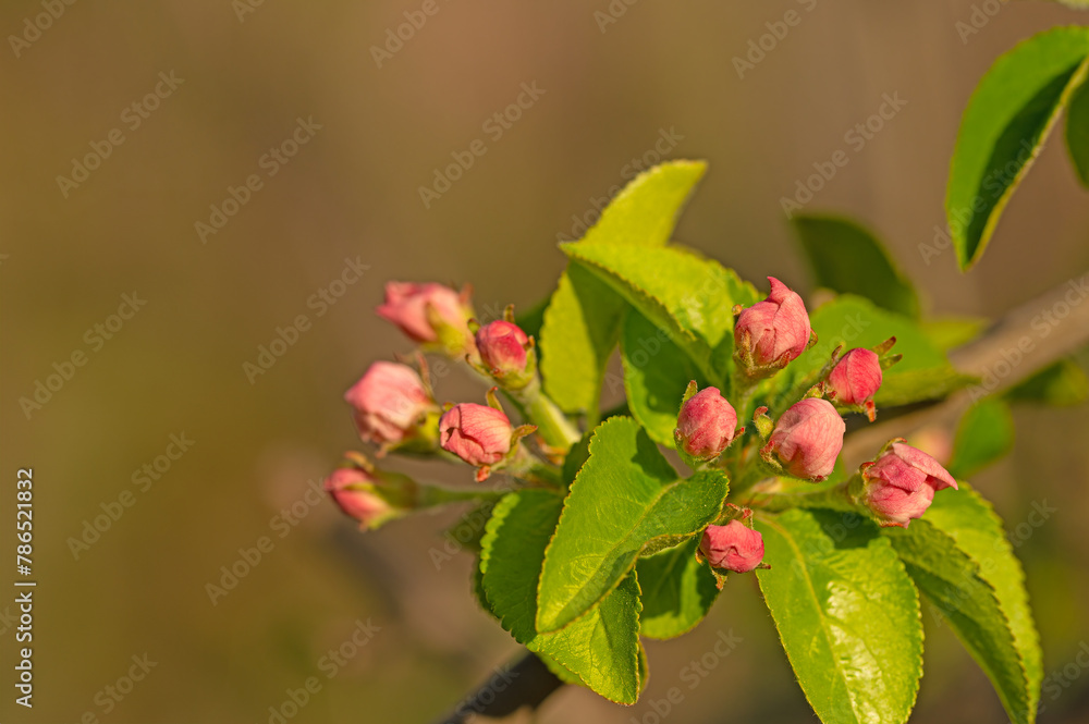 Fruit tree branch with pink blossom in spring. Blurred background. Fruit tree branch with pink blossom in spring. Blurred background.