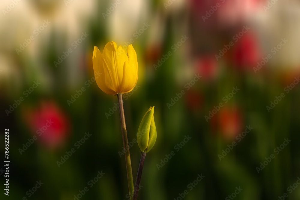 Yellow tulips in a park in spring. Blurred background. Yellow tulips in a park in spring. Blurred background.