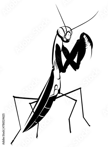 insect mantis vector isolated on white background