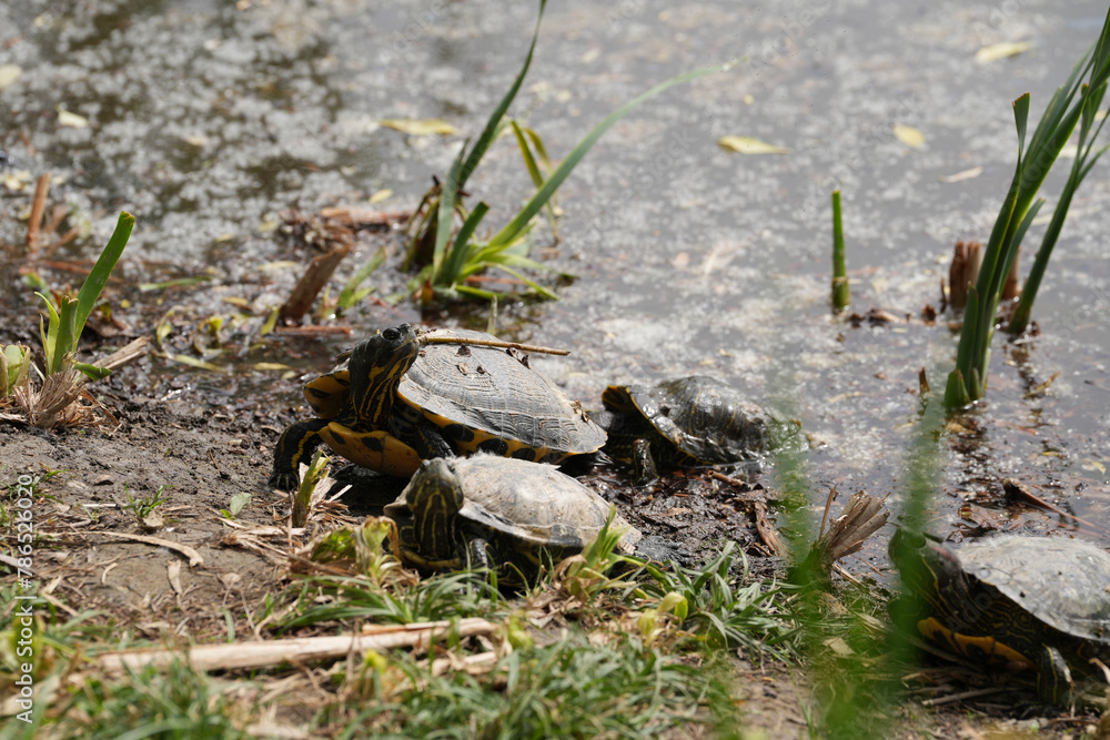 Obraz premium turtles on the water