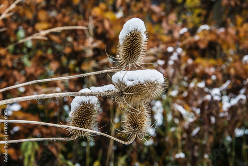 snow-covered spent teasel in the city garden photo
