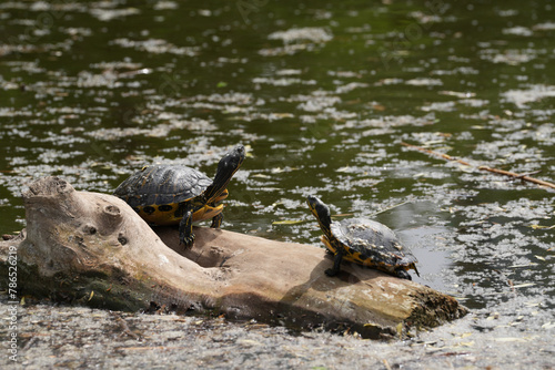 turtle on a wooden trunk