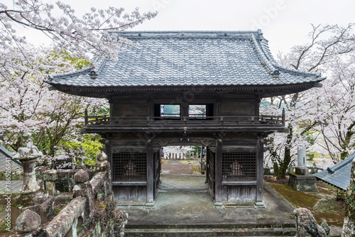 Yoshiura wooden shrine with white sakura blossom, Kashima photo