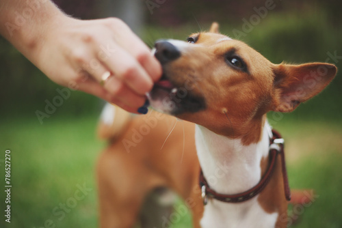 A man gives food to a small brown and white dog