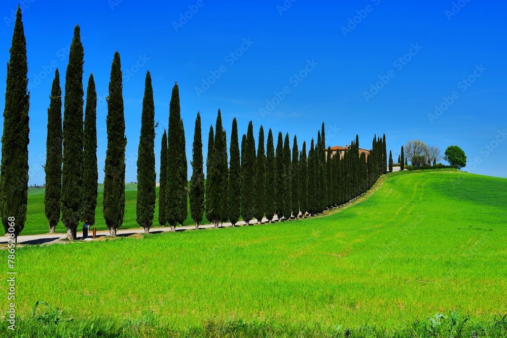 Fototapeta premium landscape of the Poggio Covilli farmhouse immersed in the greenery of the Val d'Orcia in Siena, Tuscany, Italy