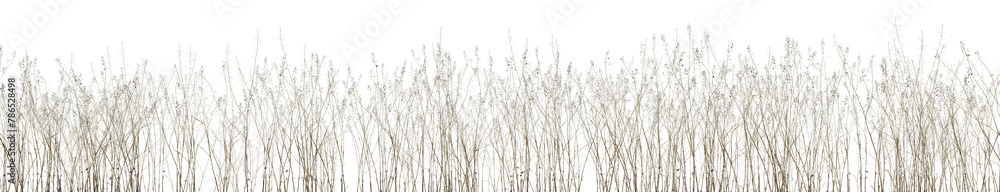 Obraz premium Wild grass field, flowers and meadow in nature, Tropical forest isolated on transparent background - PNG file, 3D rendering for create and design