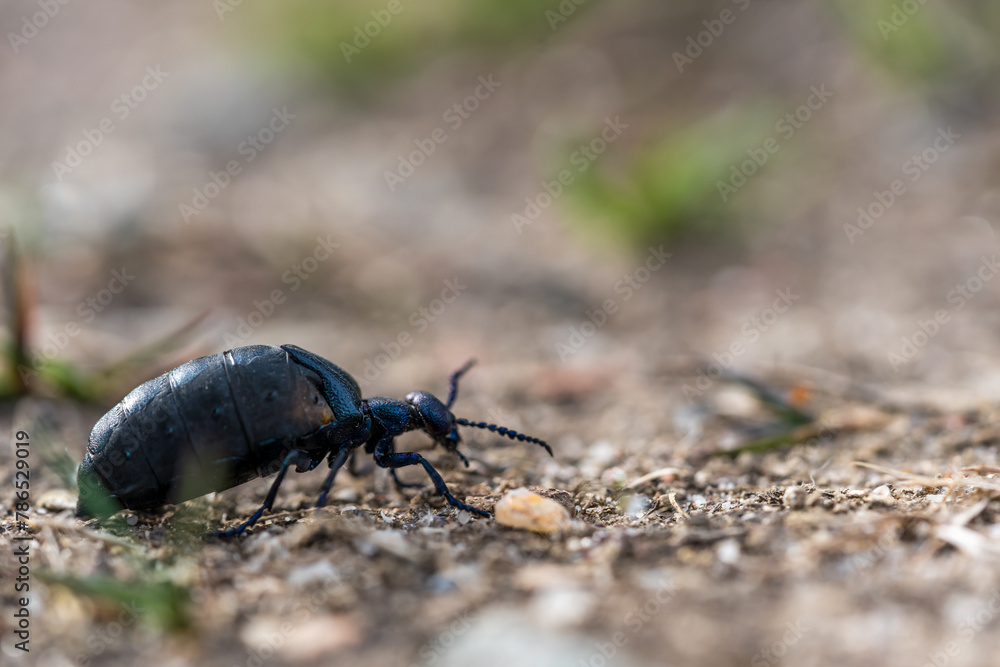 The highly toxic blister beetle 