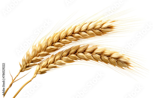 PNG Ear of wheat food agriculture triticale. AI generated Image by rawpixel.
