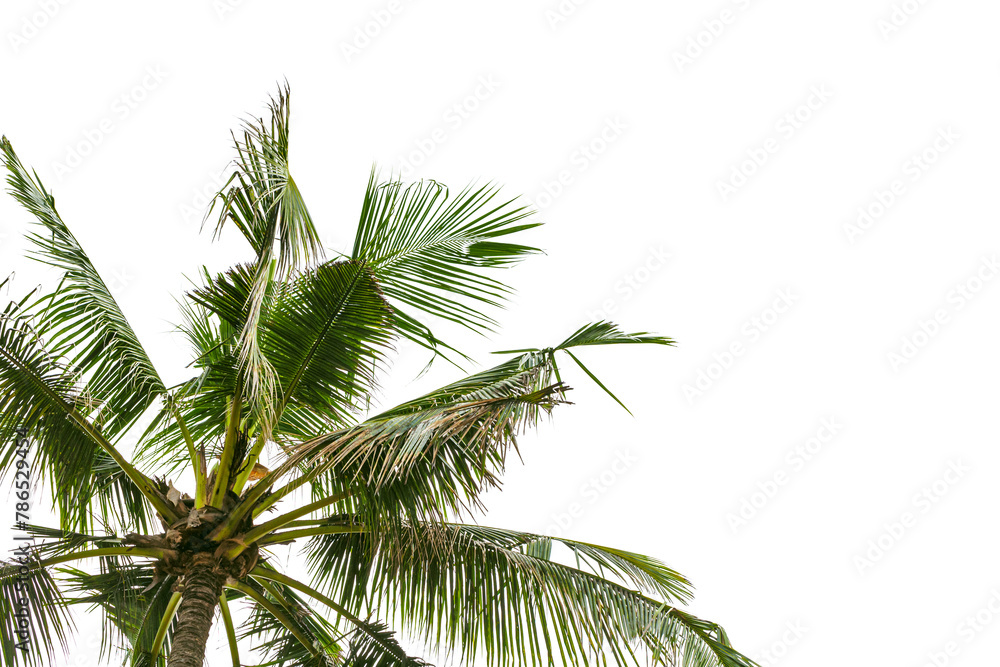 Obraz premium Palm tree part isolated on white background, vibrant green fronds of coconut tree, natural palm leaves of exotic evergreen cycad plant, lush foliage tropical