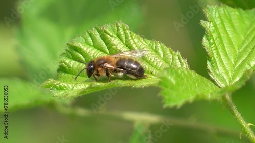 bee in a leef macro details photo