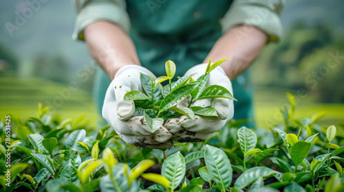 A tea farmer's hands in white gloves picking tea leaves on the green field background, closeup of worker holding fresh plant for product quality control and equipment use concepts.