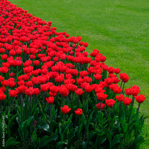 A flowerbed with bright red tulips against a background of green grass.