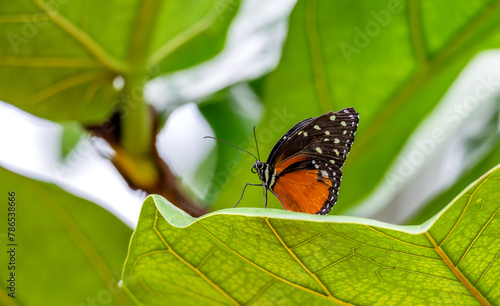 Beautiful tropical butterfly on a green blurred background. Cream-spotted Tigerwing  Tithorea Tarricina 