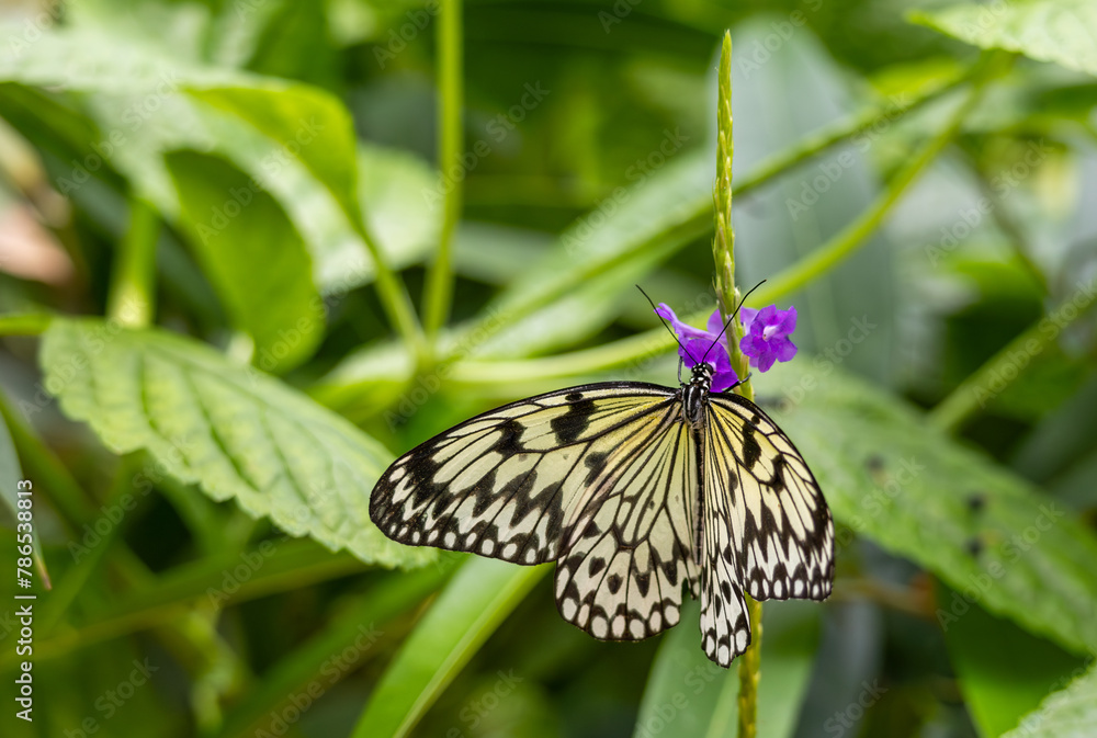 Obraz premium Beautiful tropical butterfly on a green blurred background. Large tree nymph (Idea leuconoe)