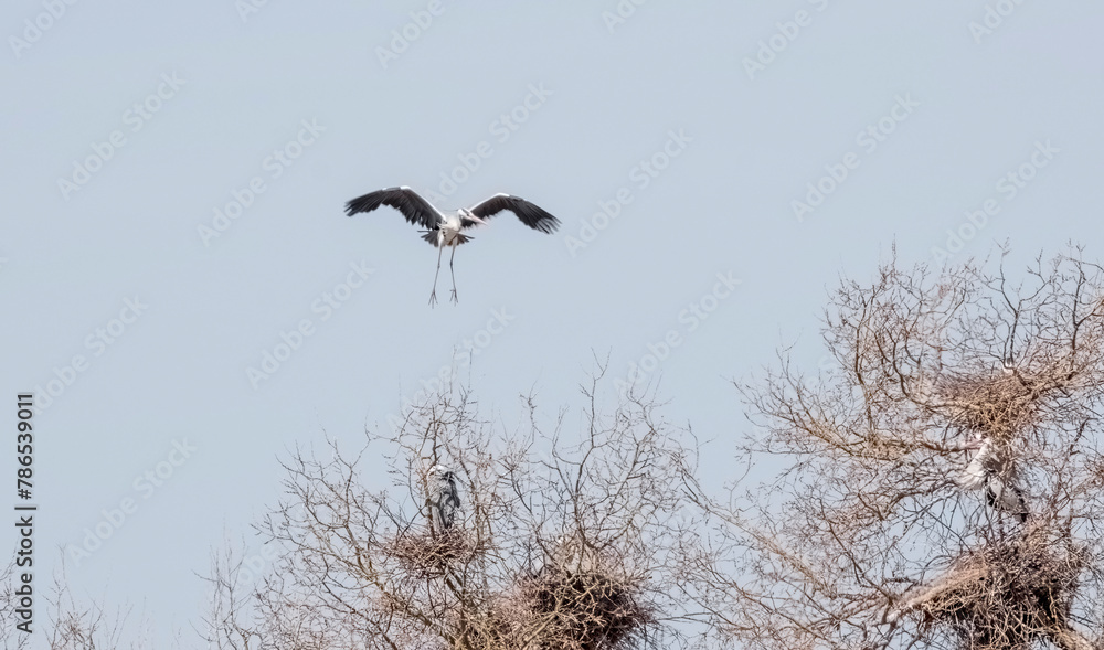 Beautiful wild bird, great gray heron flies up from its nest in a tree Beautiful wild bird, great gray heron flies up from its nest in a tree