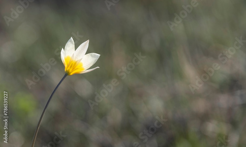 Turkestan tulip small white flower with a yellow center. wild primrose flower and symbol of spring on a green steppe background with copy space