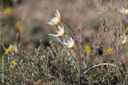 Turkestan tulip flowers, a small white flower with a yellow center. wild primrose flower and symbol of spring in the green steppe in early spring