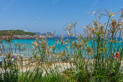 Umbrella sedge (Cyperus alternifolius), a species of nutgrass, growing at a Mediterranean beach. Blue sky on holiday.