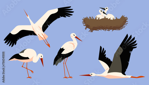 Vector set of storks depicted in various poses and angles: in flight and standing.