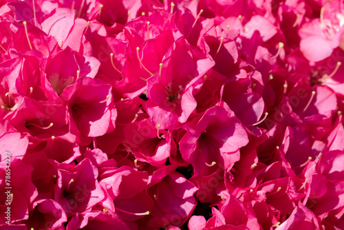 Flower and flowers of azaleas variety Rhododendron  blooming in spring. Closeup  selective focus