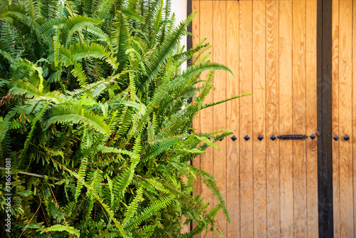 Fototapeta Naklejka Na Ścianę i Meble -  Closeup of a fern plant near a iron and wooden garage doors